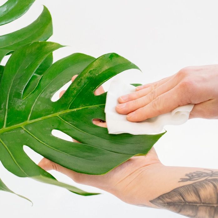 A hand wipes a large green monstera leaf with a white cloth.