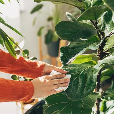 A person in an orange sweater wipes the large, glossy leaves of a houseplant with a cloth. A green spray bottle sits on a table nearby, surrounded by other plants.