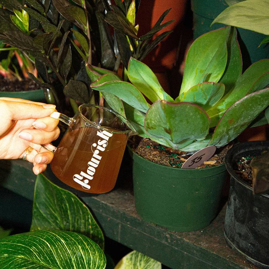 A hand pours a brown liquid, in a glass container with "flourish" in white text along the side, into a potted plant on a shelf. Other plants take up the background.